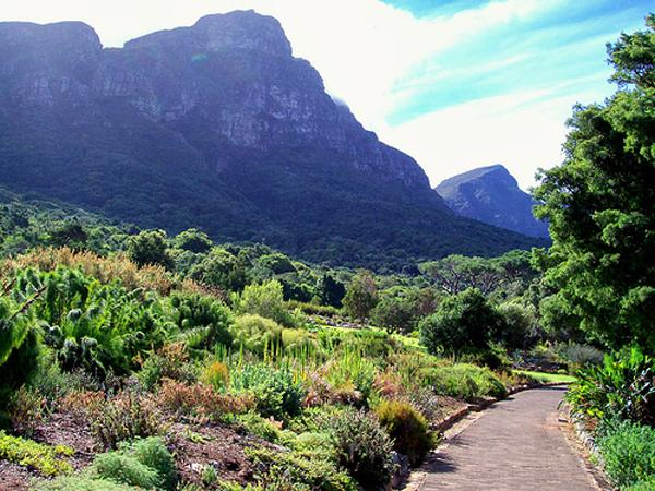 Les Jardins Botanique Kirstenbosch (Le Cap, Afrique Du Sud concernant Jardin Du Sud