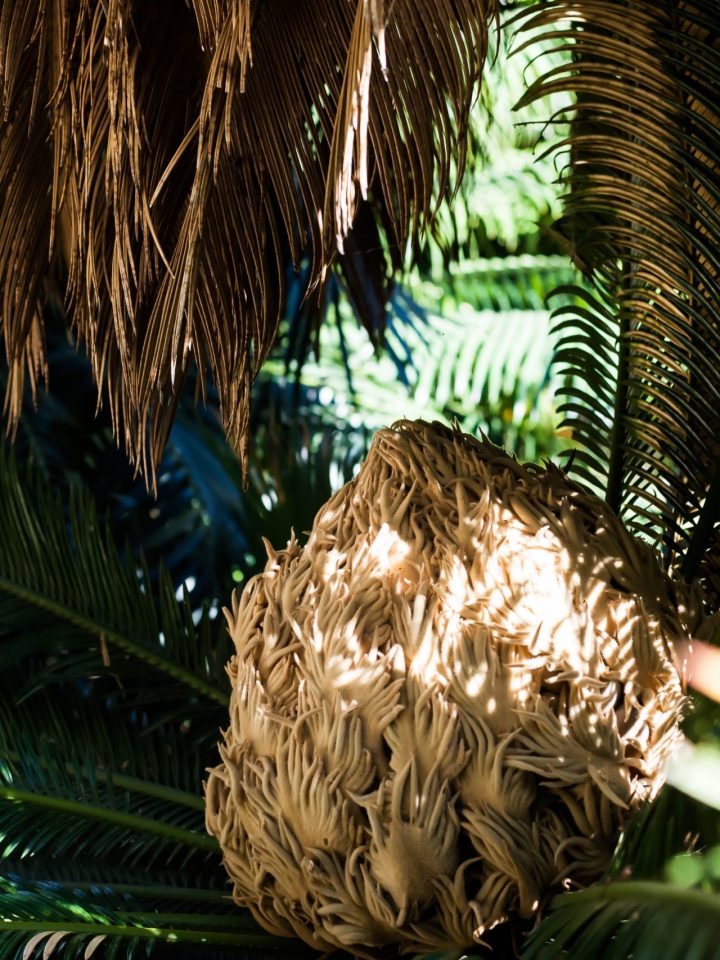 Lisbonne #4 – Balade Dans Le Jardin Botanique • Escapades Etc. encequiconcerne Jardin Botanique Lisbonne