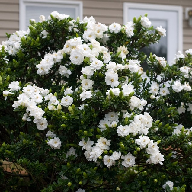 Los 7 Mejores Arbustos Fragantes Y Coloridos Para Tu Jardín à Gardenia De Jardin