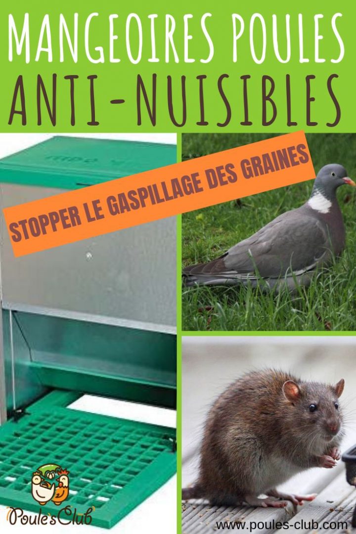 Mangeoire Poules Anti-Nuisibles Et Anti-Gaspillage serapportantà Mangeoire Poule Anti Nuisible