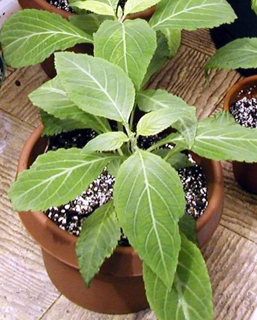 salvia divinorum samen kaufen