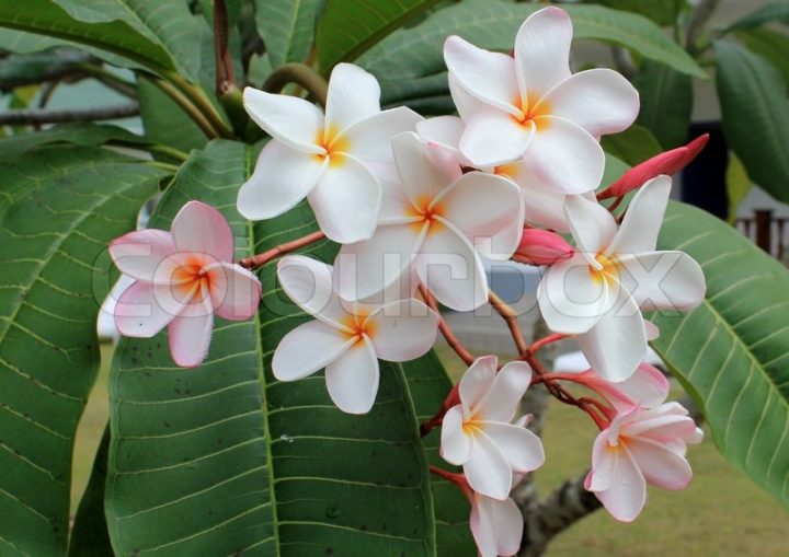 Tiare Or Monoï Flowers On The Tree | Stock Image | Colourbox tout Doliderm Fleur De Monoi