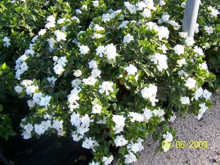 Un Millón De Gardenias pour Gardenia De Jardin