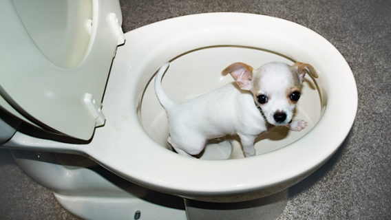 Apprendre La Propreté À Son Chien dedans Comment Faire L Amour Dans Les Toilettes