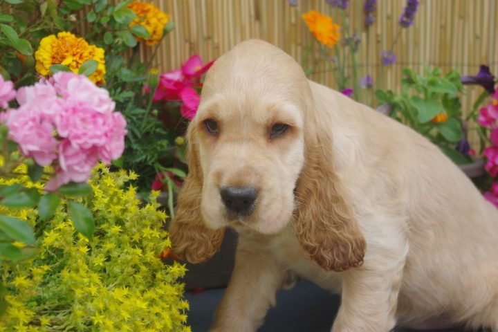 Chiot Cocker Anglais 010 | Les Chiens De La Bistade (Avec avec Comment Toiletter Un Cocker Anglais