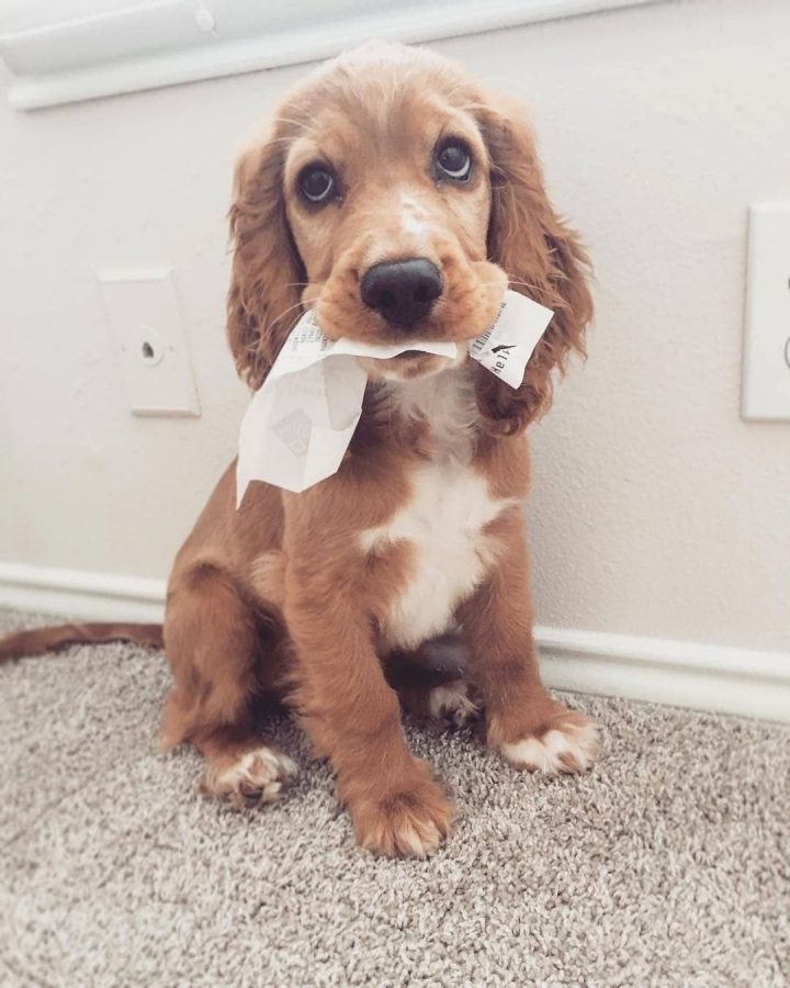 @Cockerspanielmoment Comment Éduquer Son Chien En concernant Comment Toiletter Un Cocker Anglais