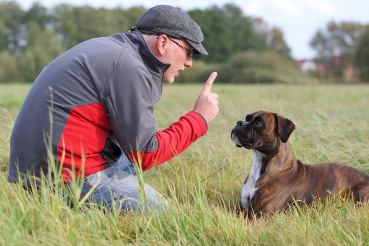 Comment Adapter Le Dressage À Son Chien avec Comment Toiletter Un Chien