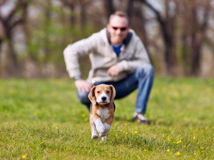 Comment Devenir Un Bon Maître Pour Son Chien destiné Comment Toiletter Un Chien