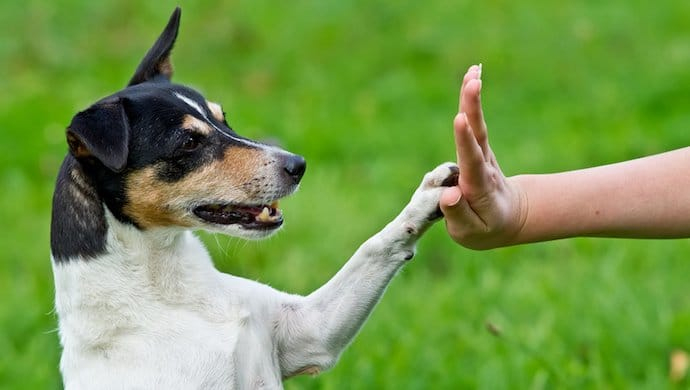 Comment Dresser Un Chien ? – Éduquer Son Chien – Éducation à Comment Toiletter Un Chien