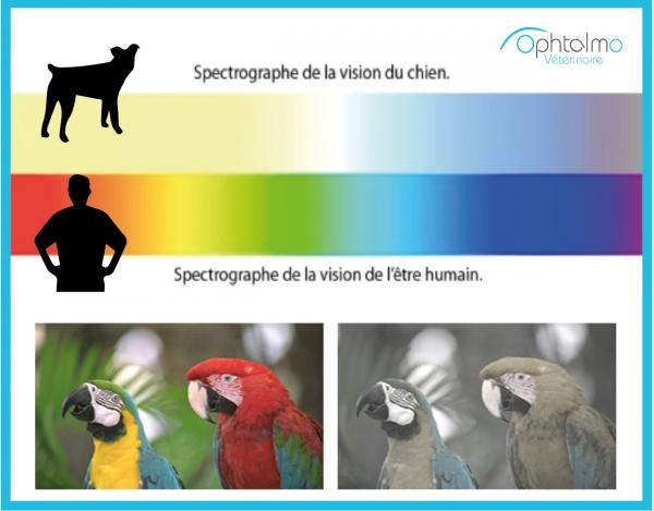 Comment Voit Un Chien serapportantà Comment Toiletter Un Chien