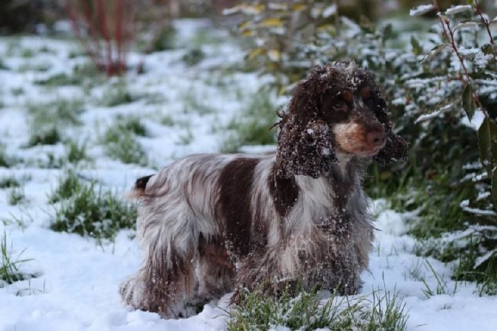 Les Cocker Spaniel Anglais De L'Affixe Of Ai Huong Lan'S avec Comment Toiletter Un Cocker Anglais