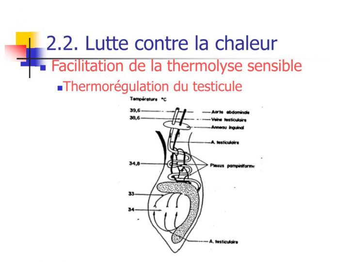 Ppt – La Thermorégulation Powerpoint Presentation – Id:344250 tout Rideau Thermique Contre La Chaleur