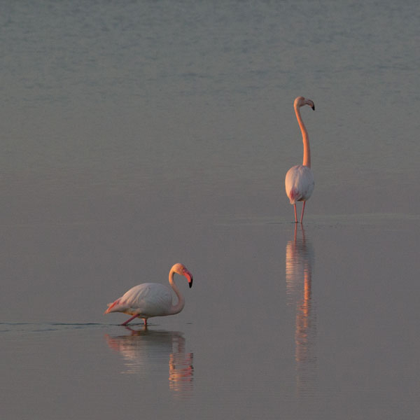 Rideau À Mouche Imprimé Flamands Roses Par Mon-Rideau-A-Mouche encequiconcerne Rideau Mouche