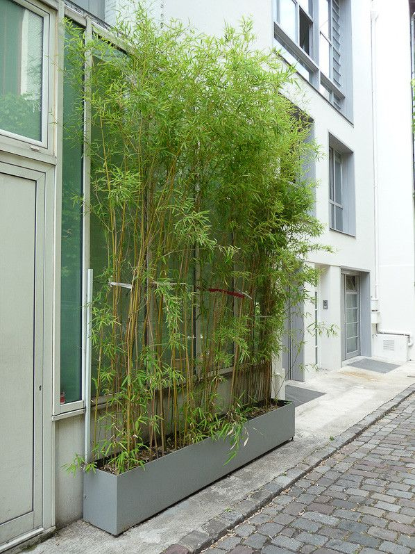 Rideaux De Bambous | Bambous Jardin, Jardiniere Bambou Et concernant Rideaux D Extérieur Pour Terrasse