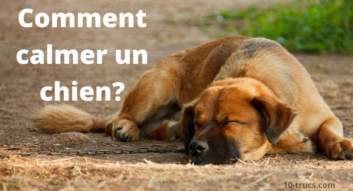 Toiletter Son Chien, Comment Faire? pour Comment Toiletter Un Chien