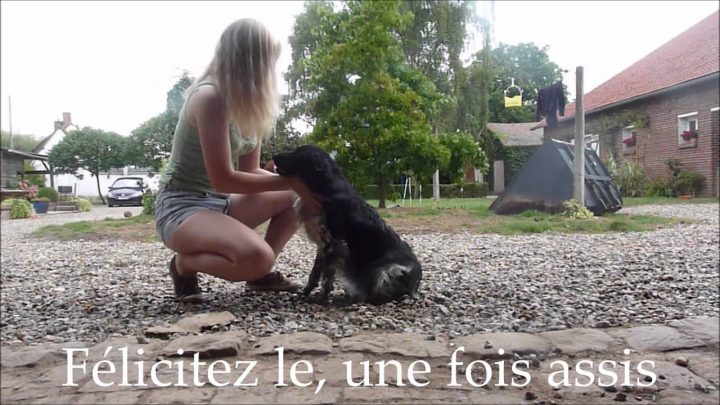 Tuto ♥ Apprendre Le Assis À Son Chien – Comment Apprendre serapportantà Comment Toiletter Un Chien