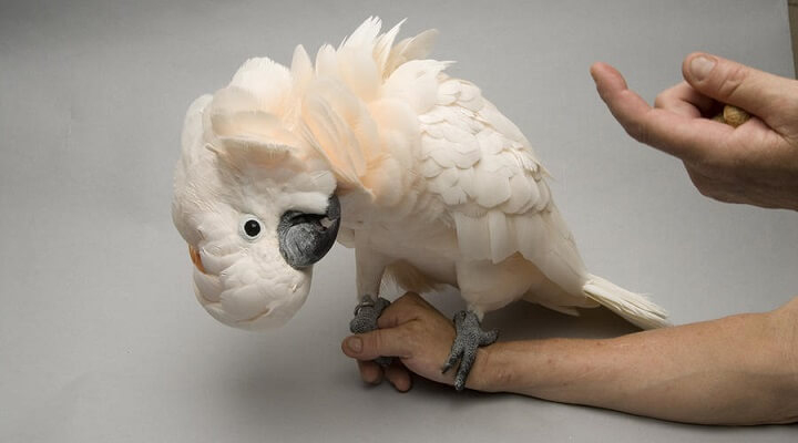 Saiba Tudo Sobre A Cacatua-Das-Molucas – Casa Dos Pássaros destiné Moluca