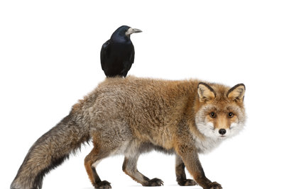 der rabe und der fuchs lessing