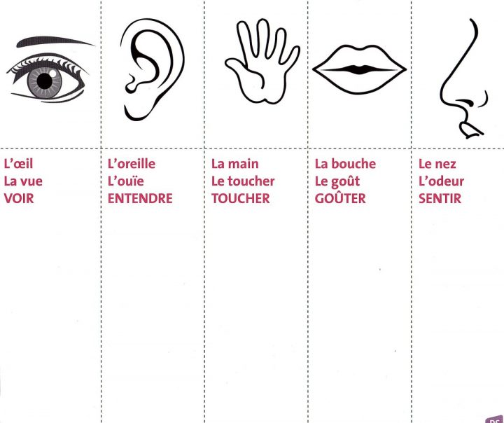 Les 5 Sens | Le P'Tit Collégien concernant Sur Le Chemin Des Sens