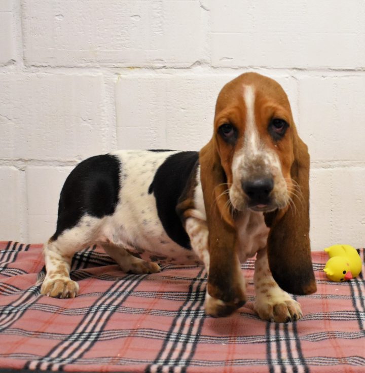 Basset Hound | Hondenfokker Houssin Kuurne | Puppy'S Te Koop encequiconcerne Houssin Kuurne