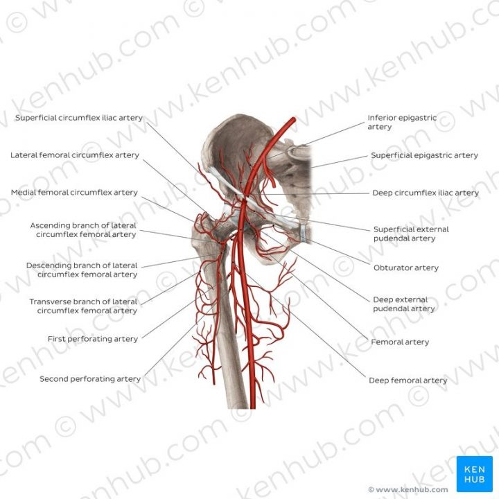 arteria circumflexa femoris