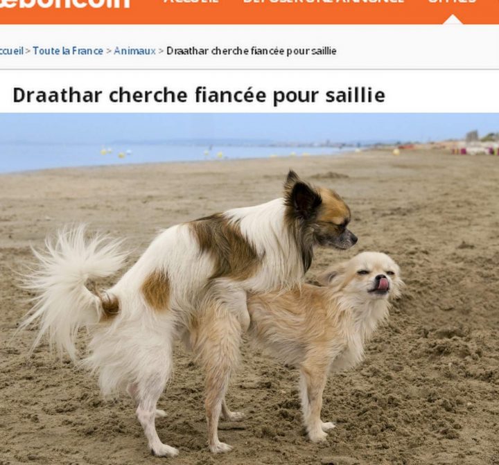 Boncoin Bretagne avec Le Bon Coin Bretagne