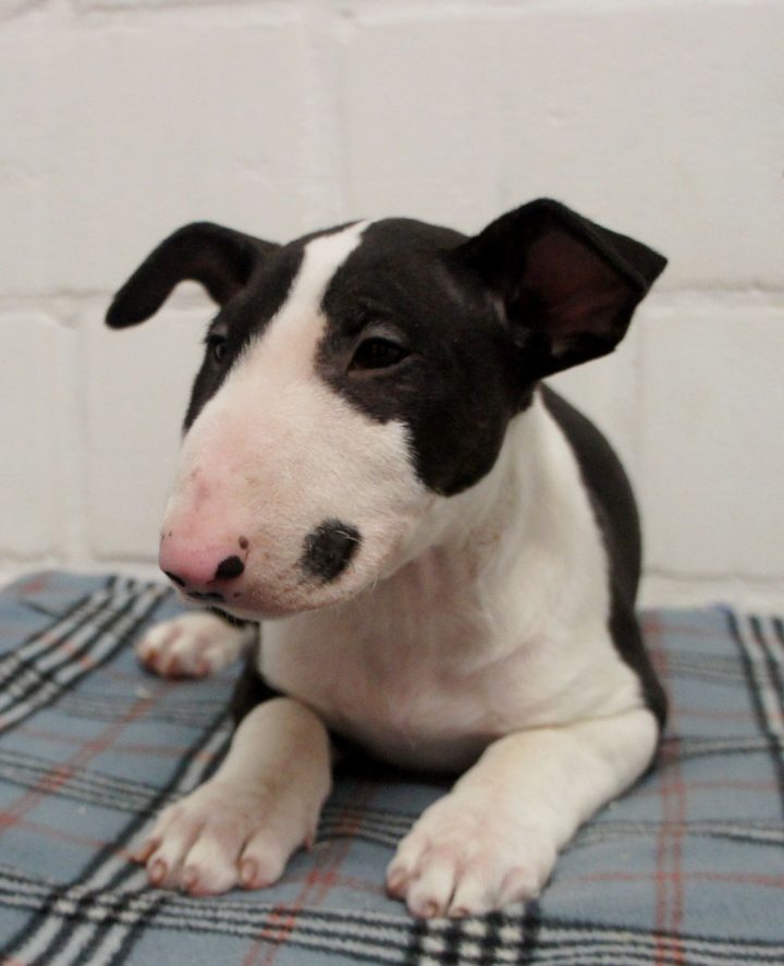 Bull Terrier | Bull Terrier, Terriër, Puppy dedans Houssin Kuurne