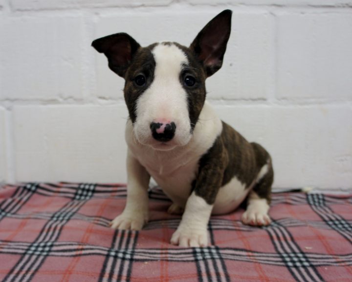 Bull Terrier Pup Puppies Kopen Aankoop Fokker Houssin Kuurne à Houssin Kuurne