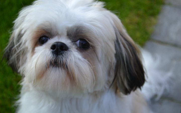 Free Download Shihtzu Pup Kopen Shih Tzu Kwekerij Houssin concernant Houssin Kuurne