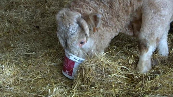 L’agriculteur Qui Vendait Ses Animaux Sur Le Bon Coin tout Le Bon Coin 38