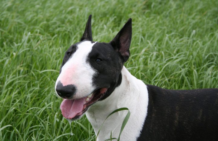 Pin Op English Bull Terriers dedans Houssin Kuurne