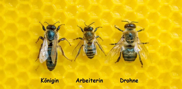 feinde von biene majas bienenstaat