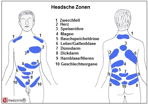 headsche zone leber