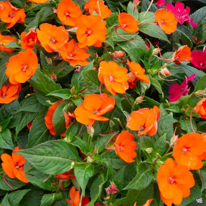 impatiens new guinea