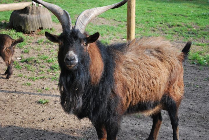 bunte holländische ziege