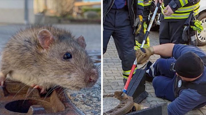 ratte bleibt ratte sprüche