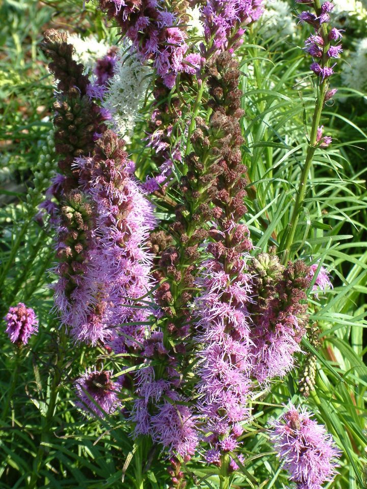 liatris spicata blau