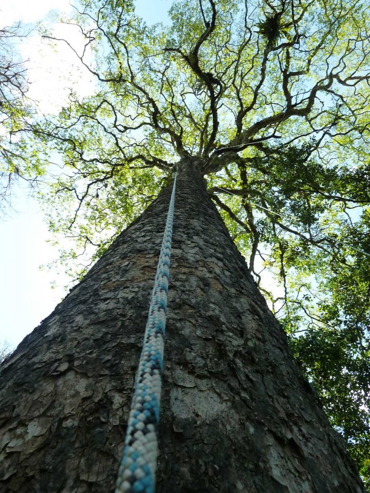 baum mit seil