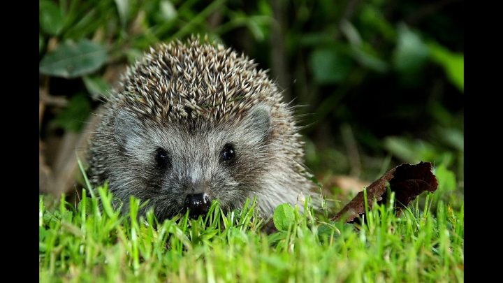 igel geräusche mp3