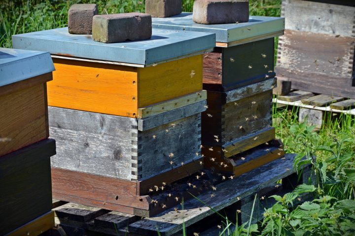 bienen im holzbalken