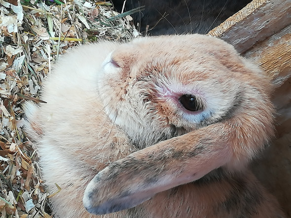 kaninchen tot augen offen