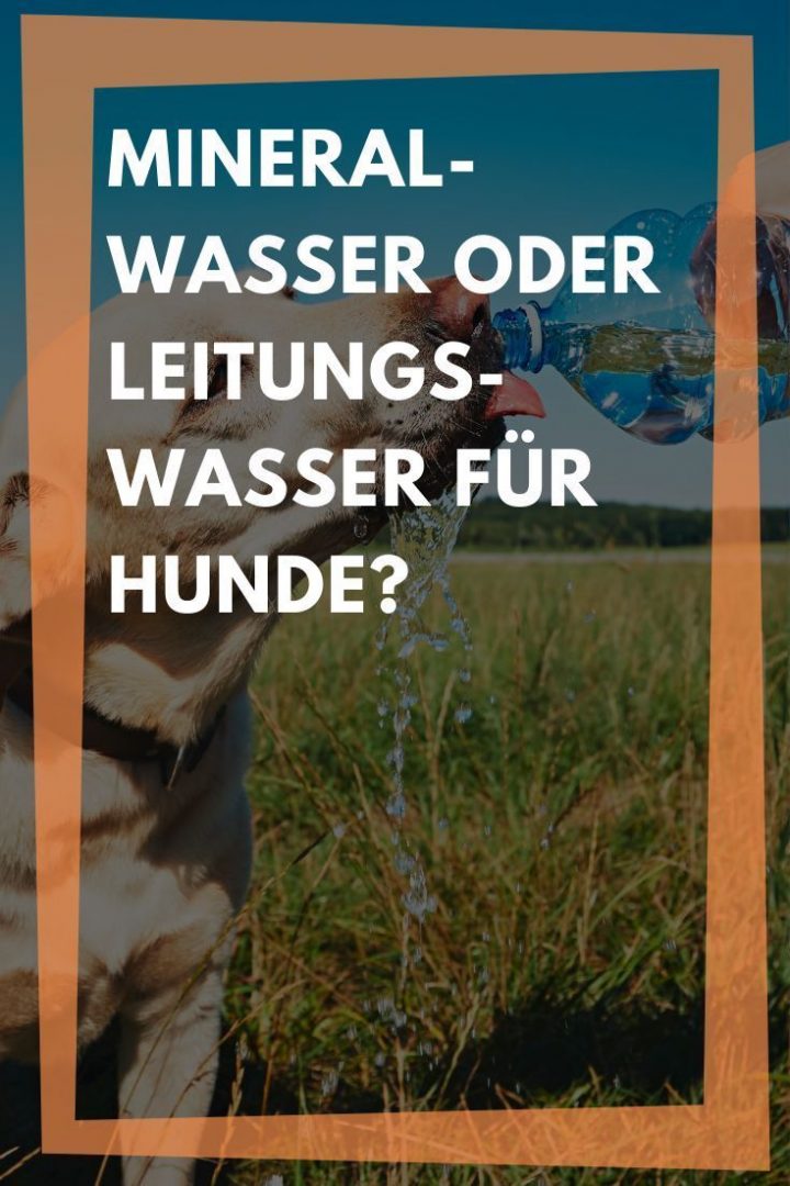 hund wasser mit kohlensäure