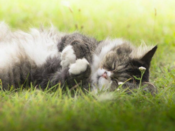 schwanzabriss katze einschläfern