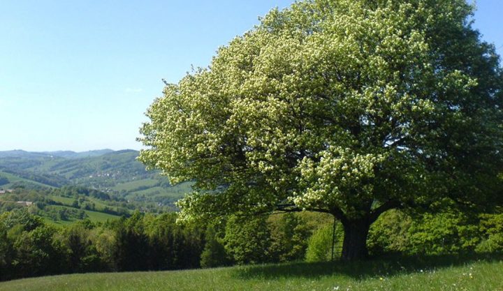 baum des jahres 2011