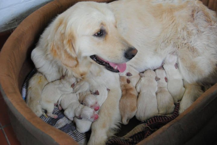 labrador oder golden retriever