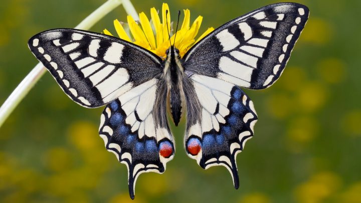 die zunge der schmetterlinge