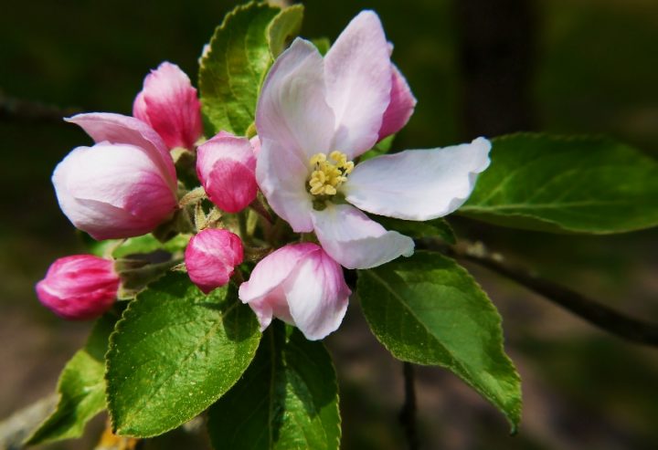 von der knospe zum apfel grundschule