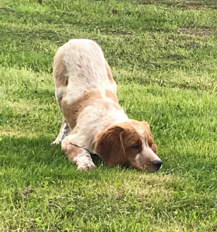 Le Bon Coin Chien Epagneul Breton – Chien Nouvelles intérieur Au Bon Coin 66