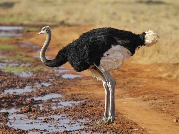 die 10 gefährlichsten vögel der welt