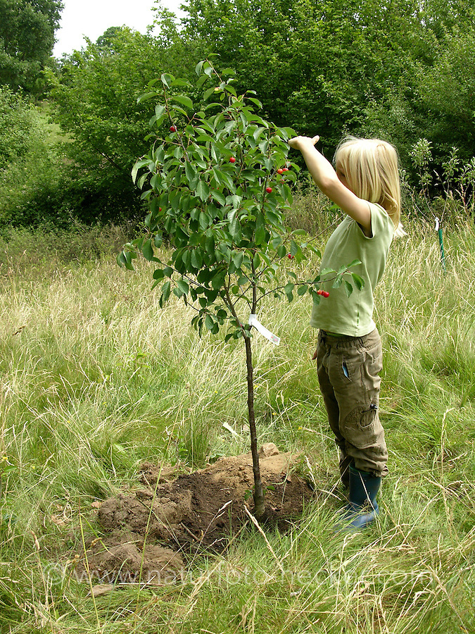 einen baum pflanzen bedeutung